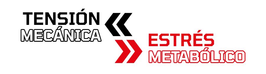 Tensión mecánica y estrés metabólico Tensión mecánica y estrés metabólico en la hipertrofia muscular